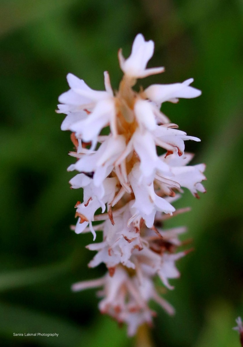 Peristylus trimenii (Hook.f.) Abeyw.